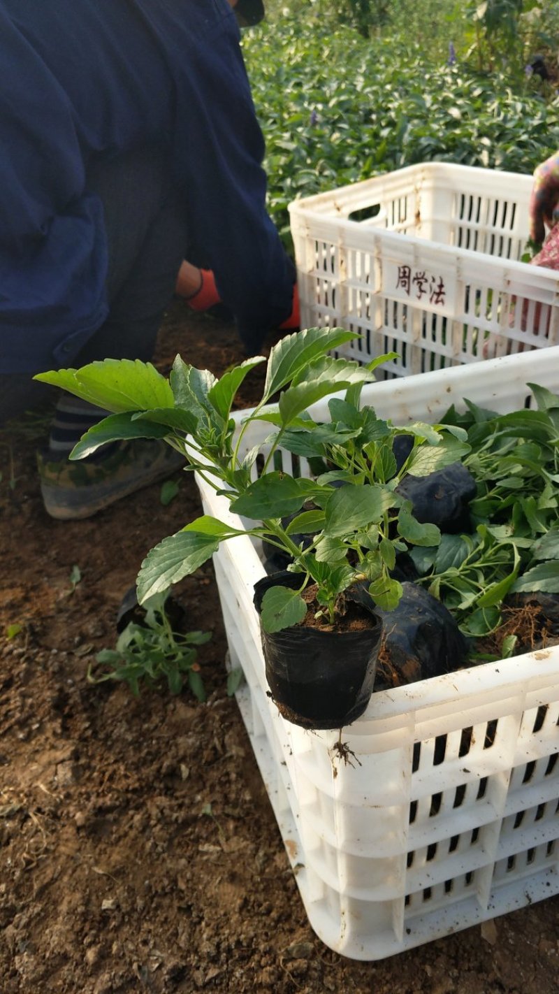 鼠尾草草花鼠尾草一串兰基地直供质优价廉