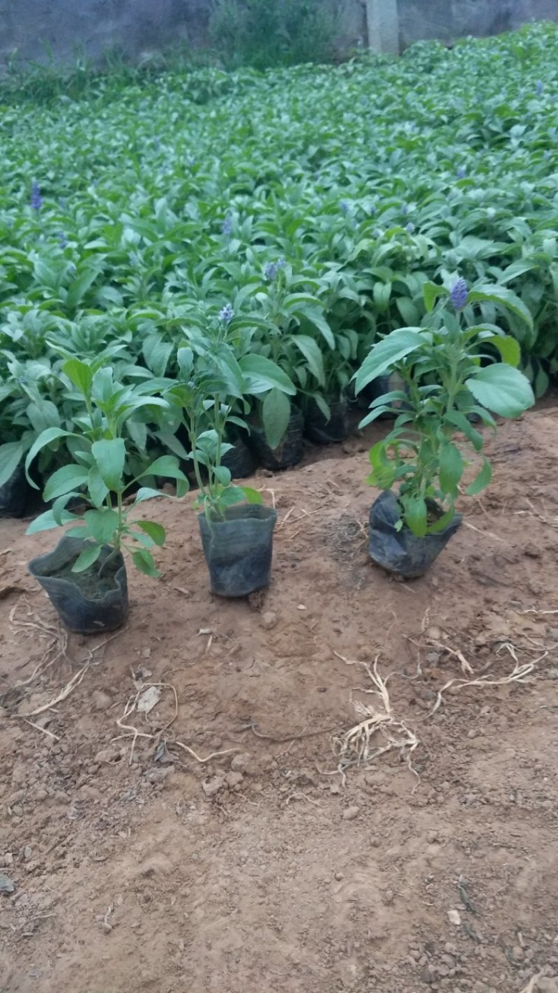 鼠尾草草花鼠尾草一串兰基地直供质优价廉