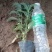 鼠尾草草花鼠尾草一串兰基地直供质优价廉