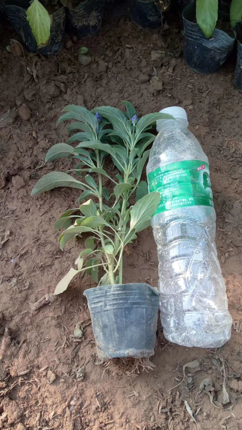 鼠尾草草花鼠尾草一串兰基地直供质优价廉