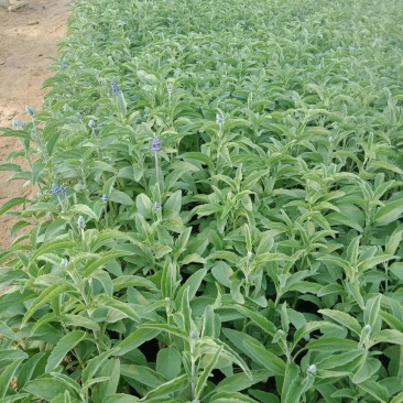 鼠尾草草花鼠尾草一串兰基地直供质优价廉