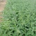 鼠尾草草花鼠尾草一串兰基地直供质优价廉