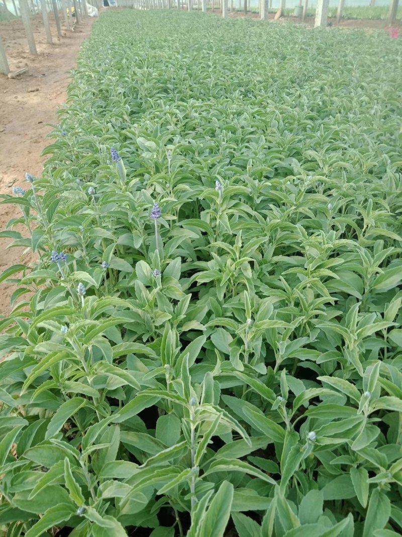 鼠尾草草花鼠尾草一串兰基地直供质优价廉