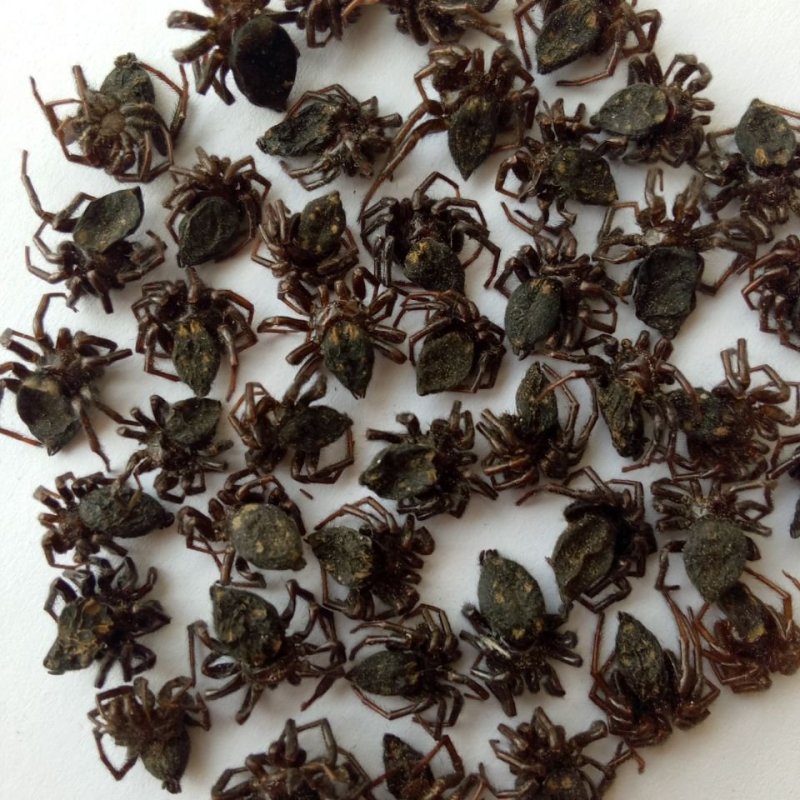 蜘蛛，黑蜘蛛，金蜘蛛，花蜘蛛，草蜘蛛，药典标准，产地直供