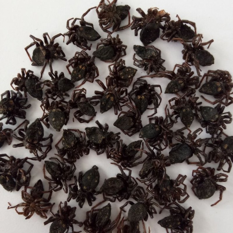 蜘蛛，黑蜘蛛，金蜘蛛，花蜘蛛，草蜘蛛，药典标准，产地直供
