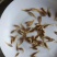 金鳙鱼苗
