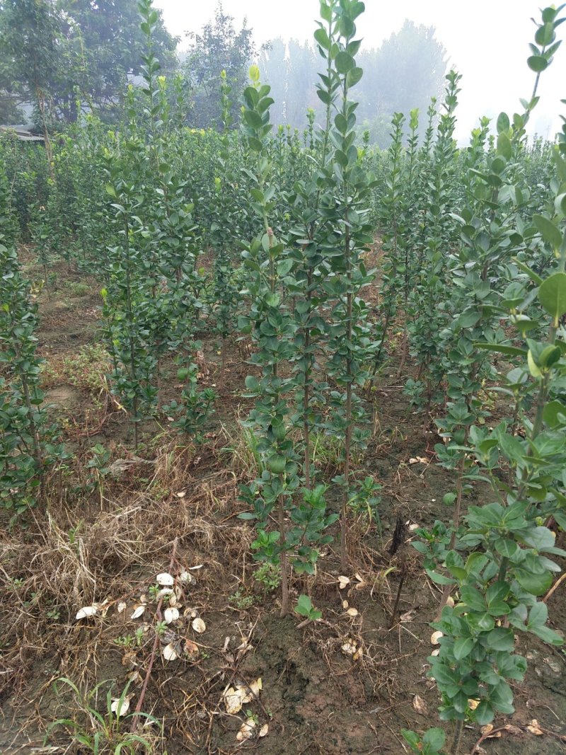 北海道黄杨北海道大量现货绿篱