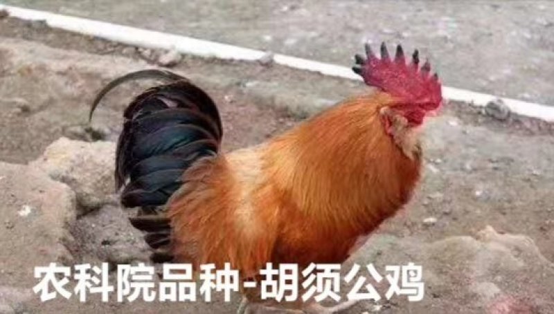 胡须鸡公苗，价格便宜的公鸡苗，成年体重5.5斤左右