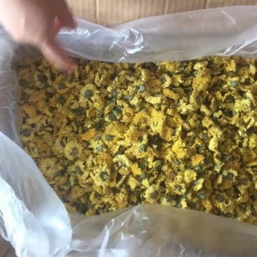 婺源黄菊