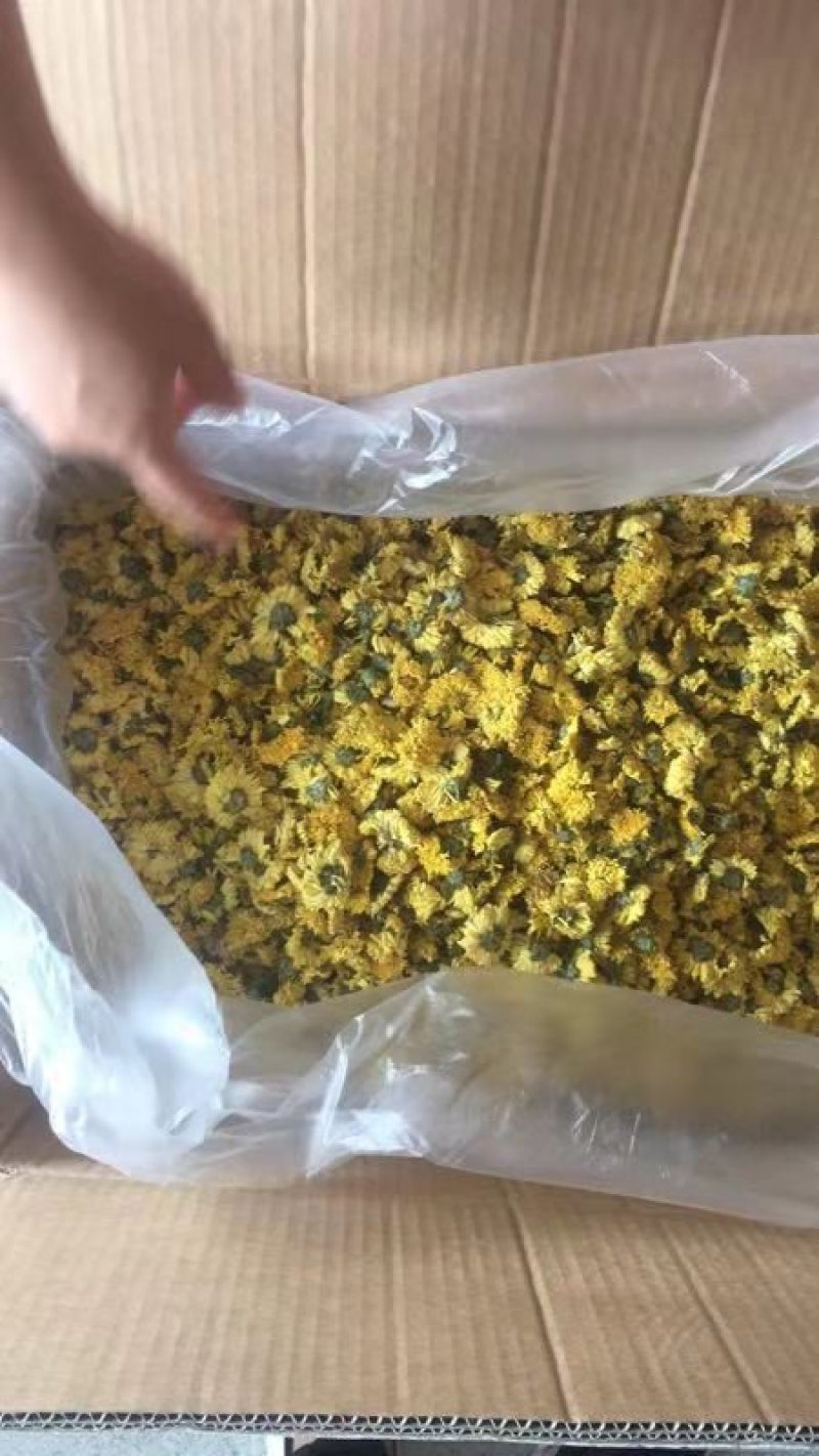 婺源黄菊