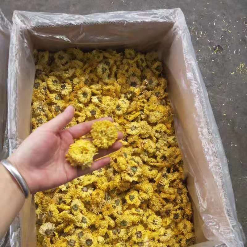 婺源黄菊