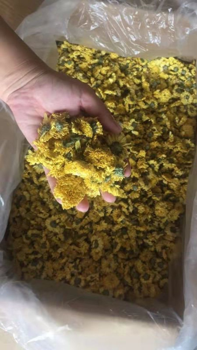 婺源黄菊