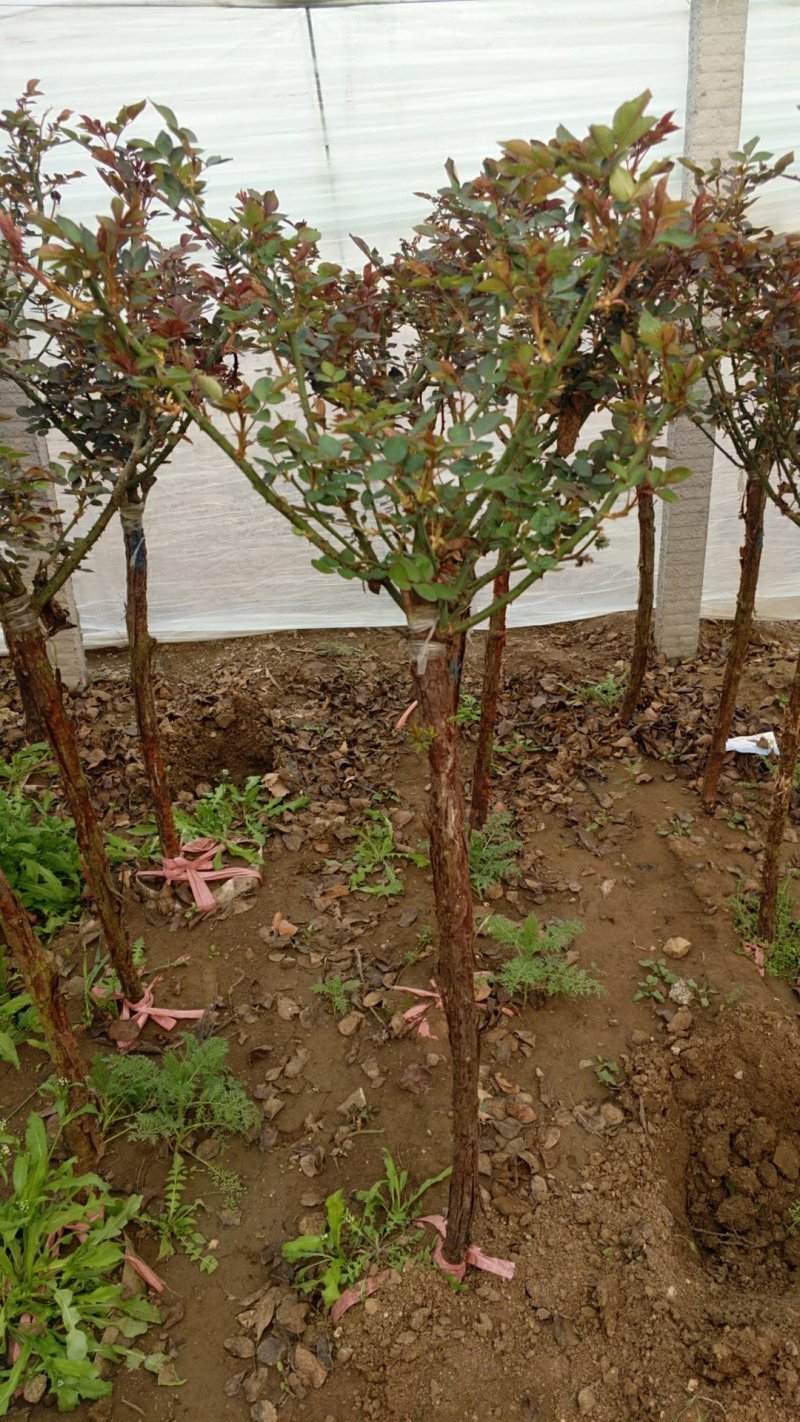 树桩月季月季树基地常年供应
