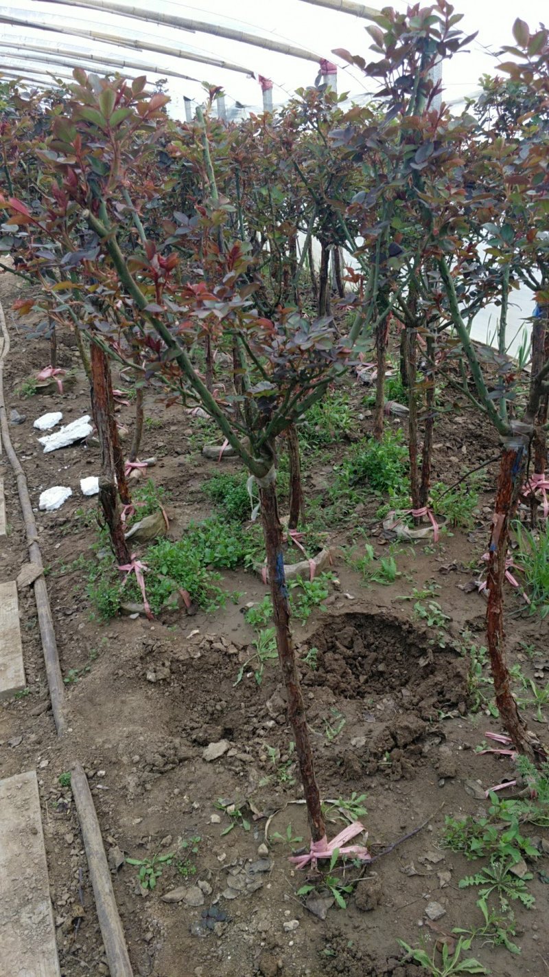 树桩月季月季树基地常年供应