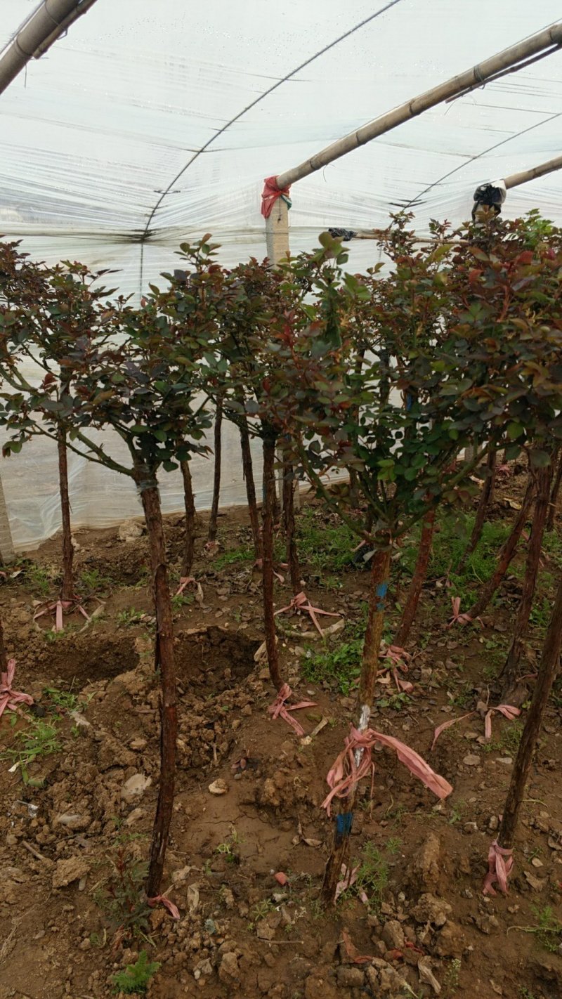 树桩月季月季树基地常年供应