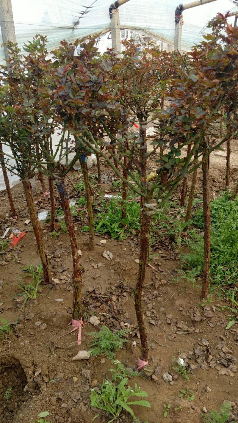 树桩月季月季树基地常年供应
