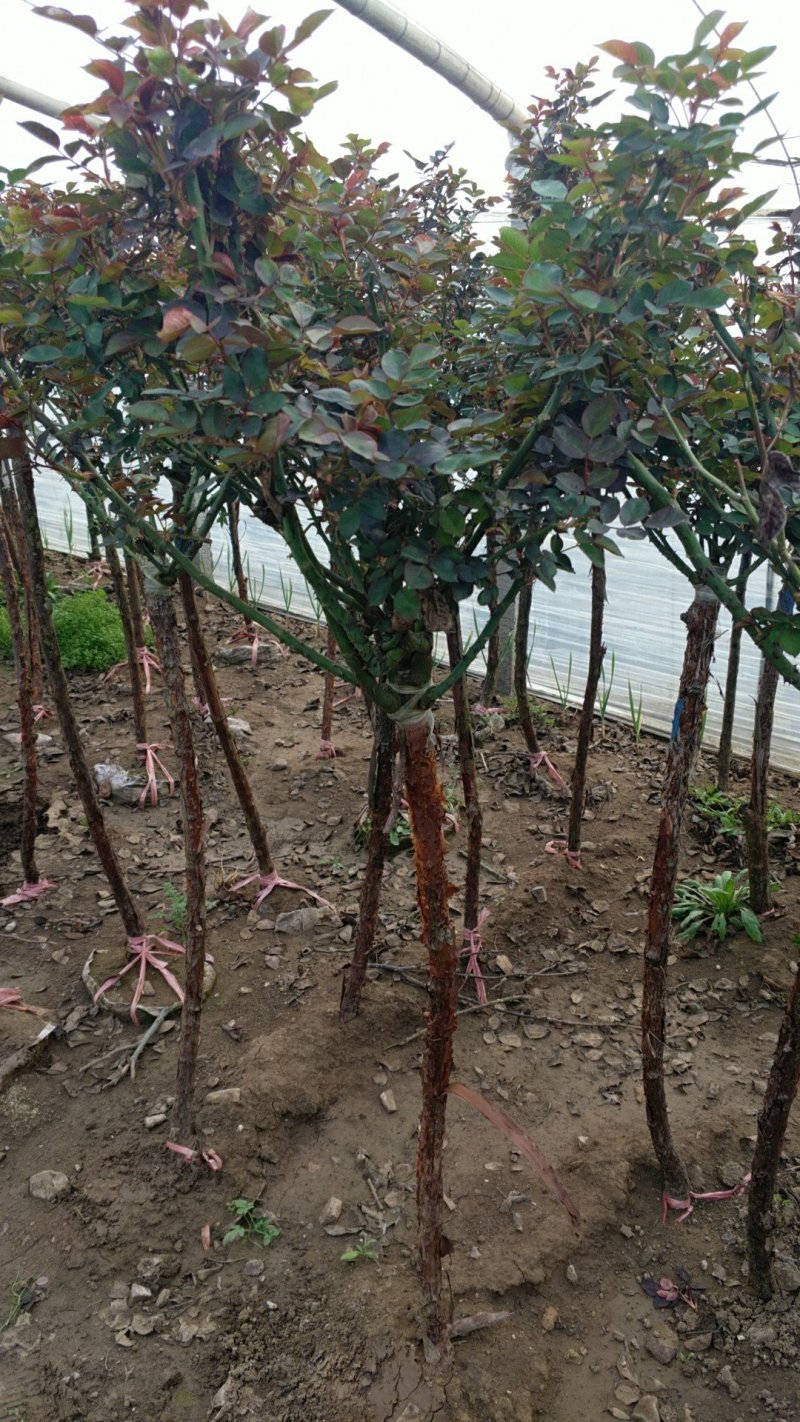 树桩月季月季树基地常年供应