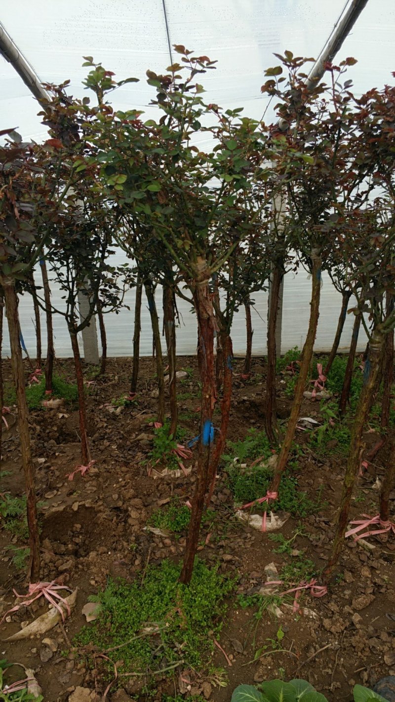 树桩月季月季树基地常年供应