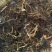 福寿草，道地药材，质优价实，品质保证，药典标准一公斤起批