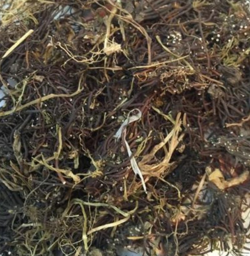 福寿草，道地药材，质优价实，品质保证，药典标准一公斤起批