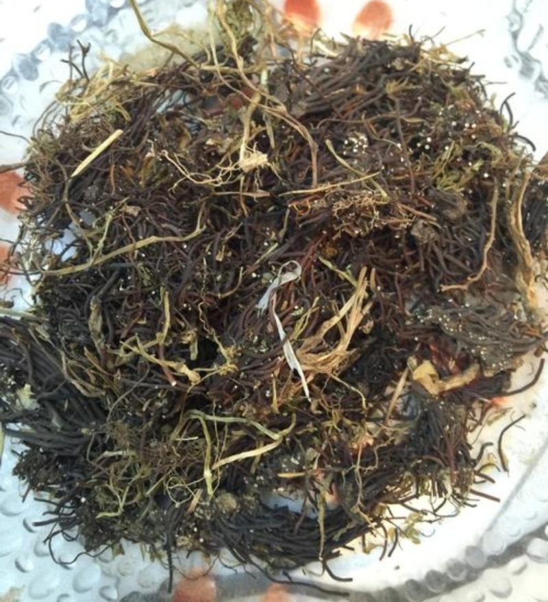 福寿草，道地药材，质优价实，品质保证，药典标准一公斤起批