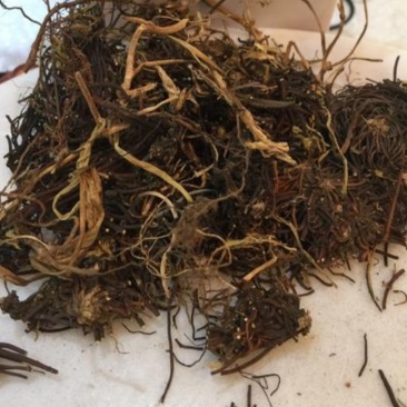 福寿草，道地药材，质优价实，品质保证，药典标准一公斤起批