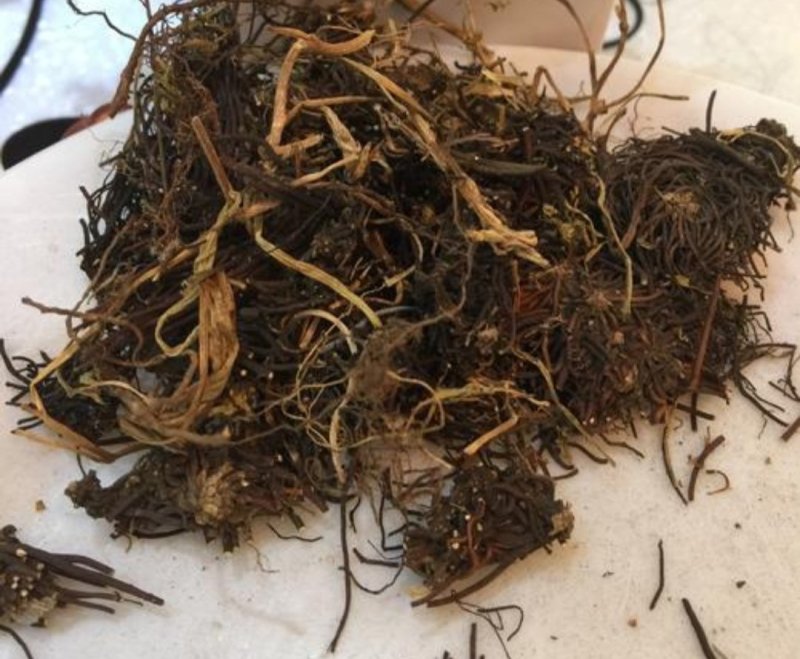 福寿草，道地药材，质优价实，品质保证，药典标准一公斤起批