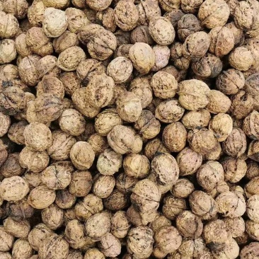 云南漾濞核桃，麻子核桃，十斤一箱！一箱起发，买一箱也是批