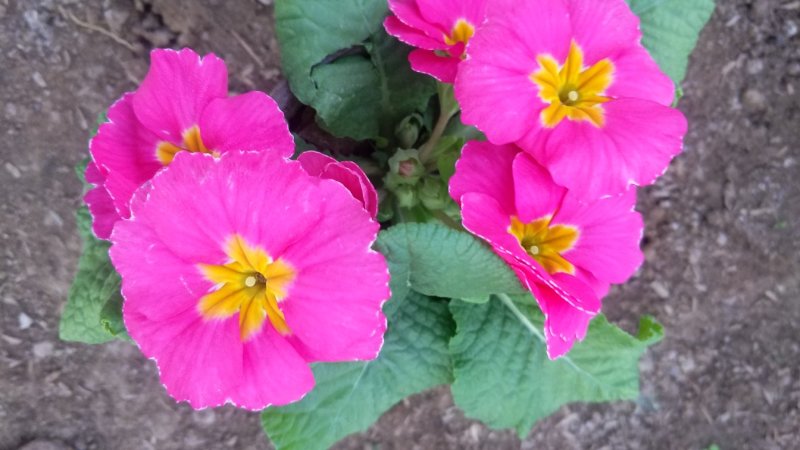 报春报春花冬季花卉一手货源质量保证