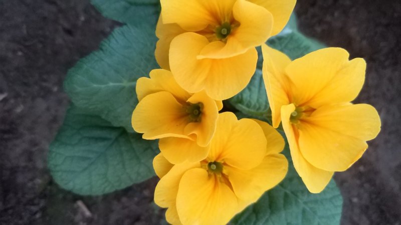 报春报春花冬季花卉一手货源质量保证