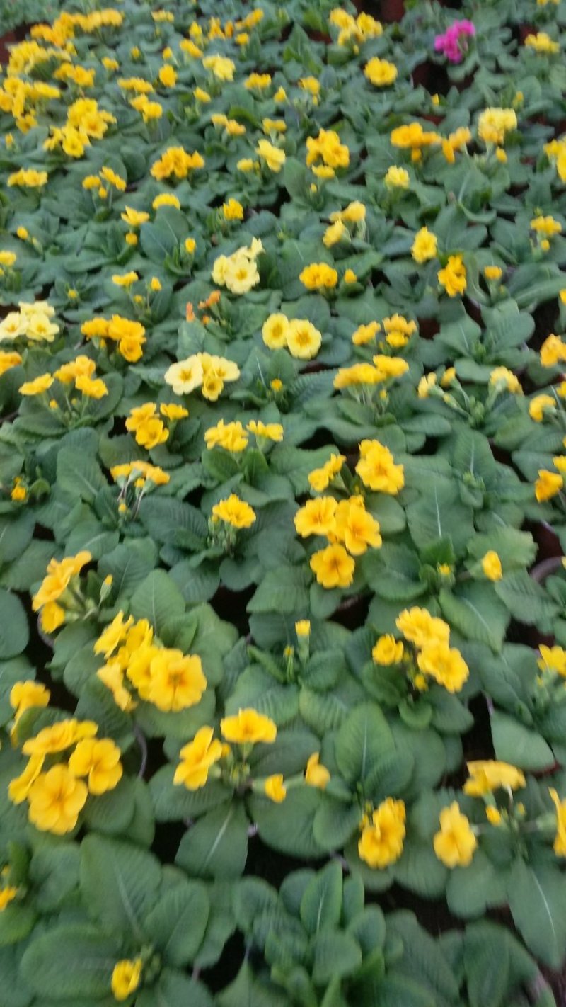 报春报春花冬季花卉一手货源质量保证