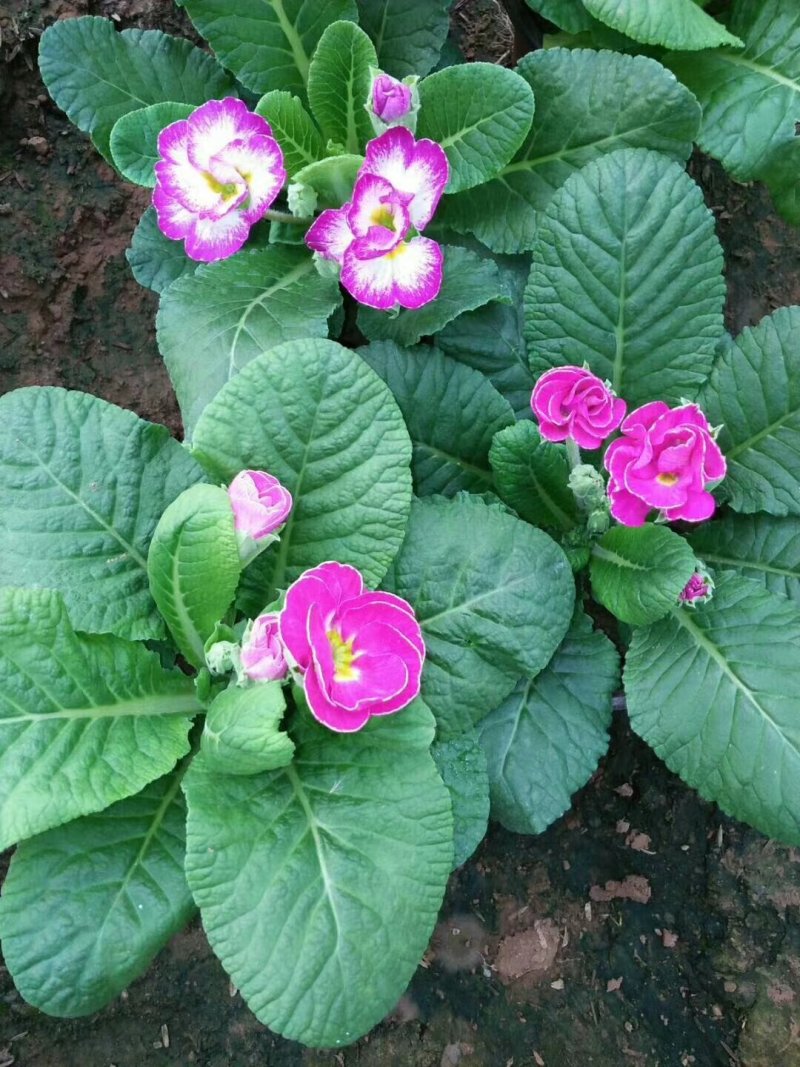 报春报春花冬季花卉一手货源质量保证