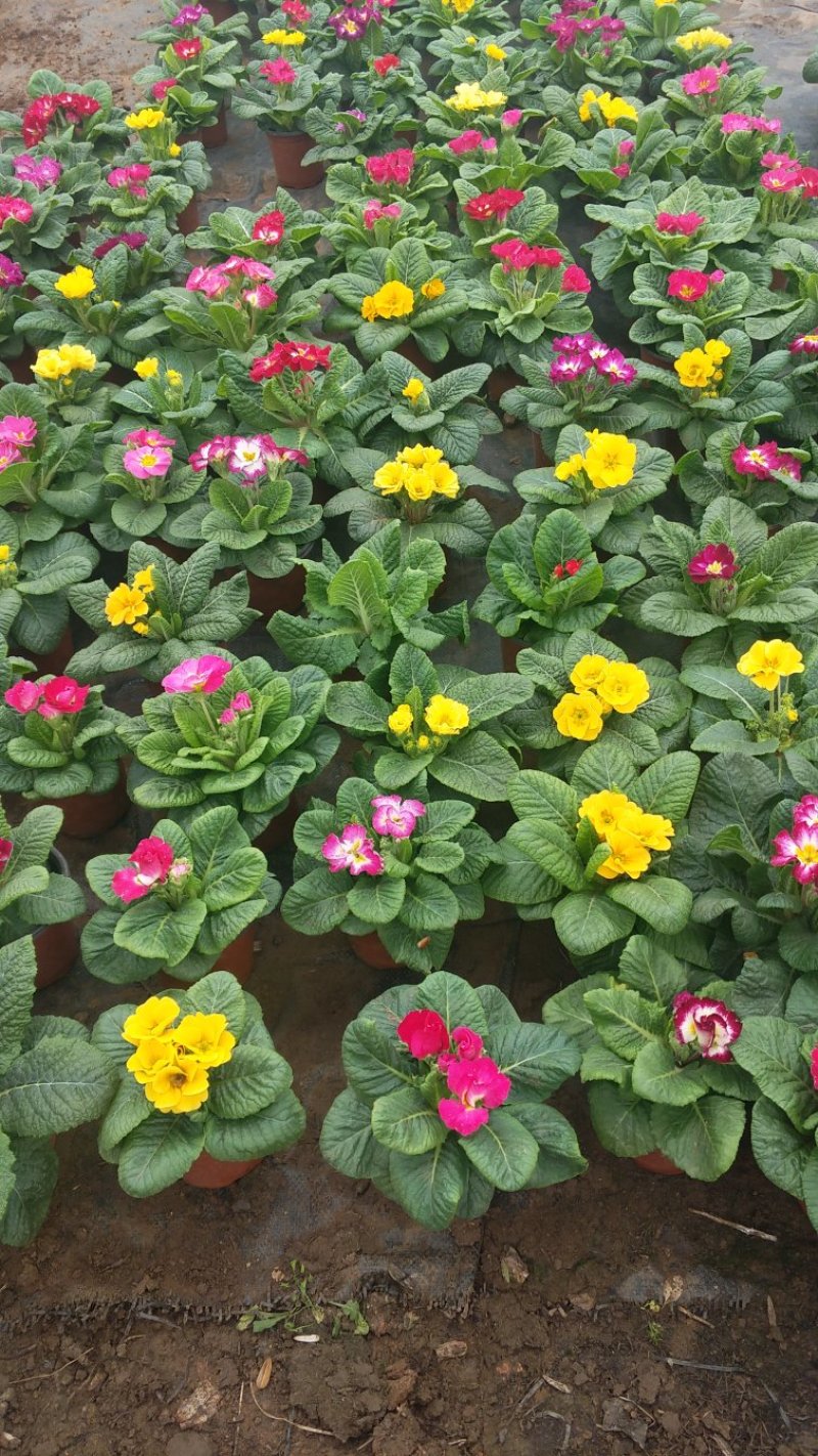 报春报春花冬季花卉一手货源质量保证