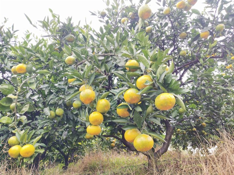 四川精品普早蜜橘甜蜜产地直销皮薄无籽水分充足可视频选货