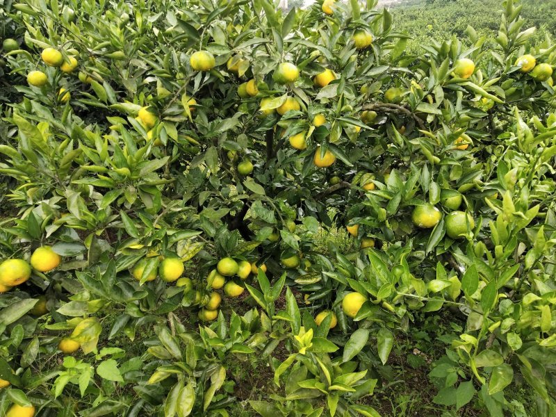 四川精品普早蜜橘甜蜜产地直销皮薄无籽水分充足可视频选货