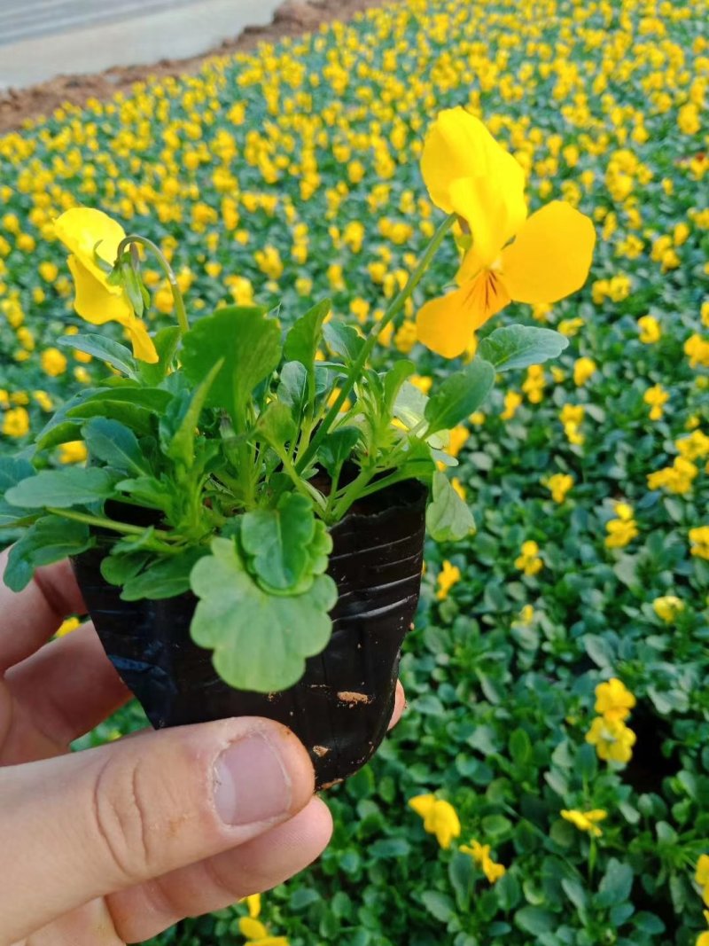 角堇冬季花卉一手货源质量保证