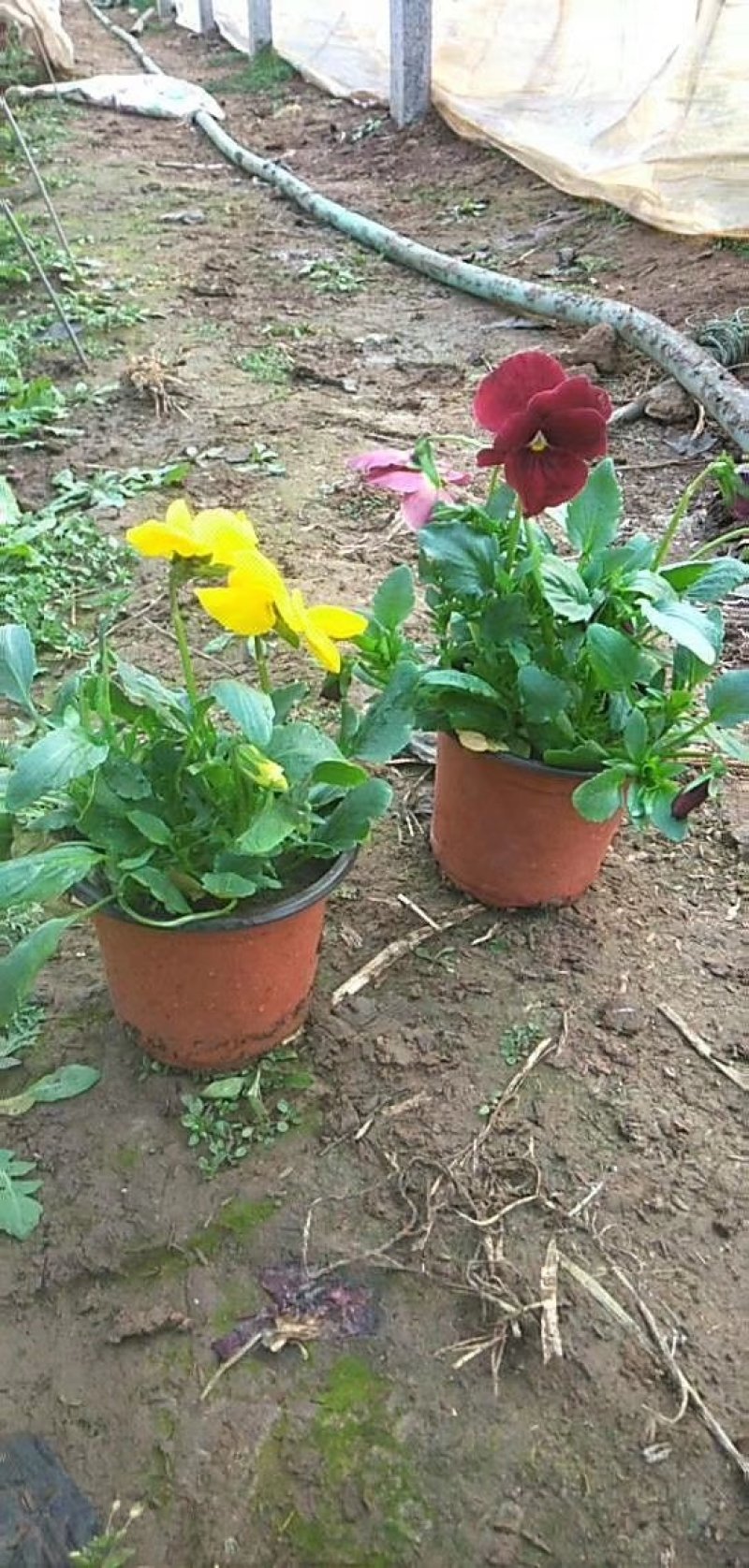 角堇冬季花卉一手货源质量保证
