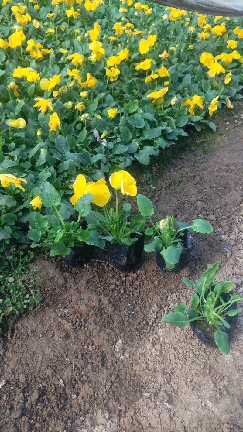 角堇冬季花卉一手货源质量保证