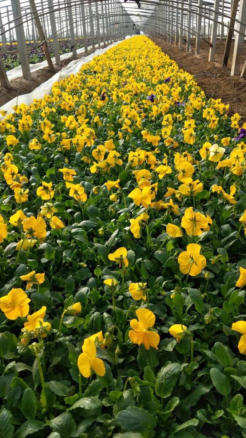 角堇冬季花卉一手货源质量保证