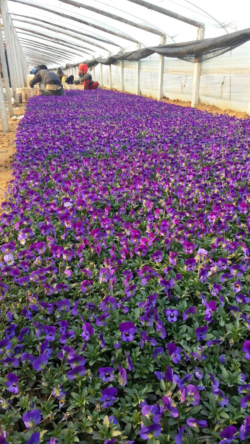 角堇冬季花卉一手货源质量保证