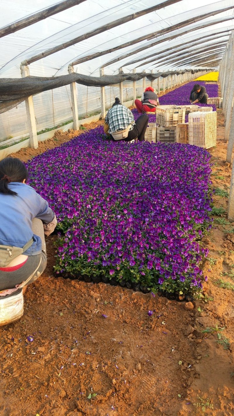 角堇冬季花卉一手货源质量保证