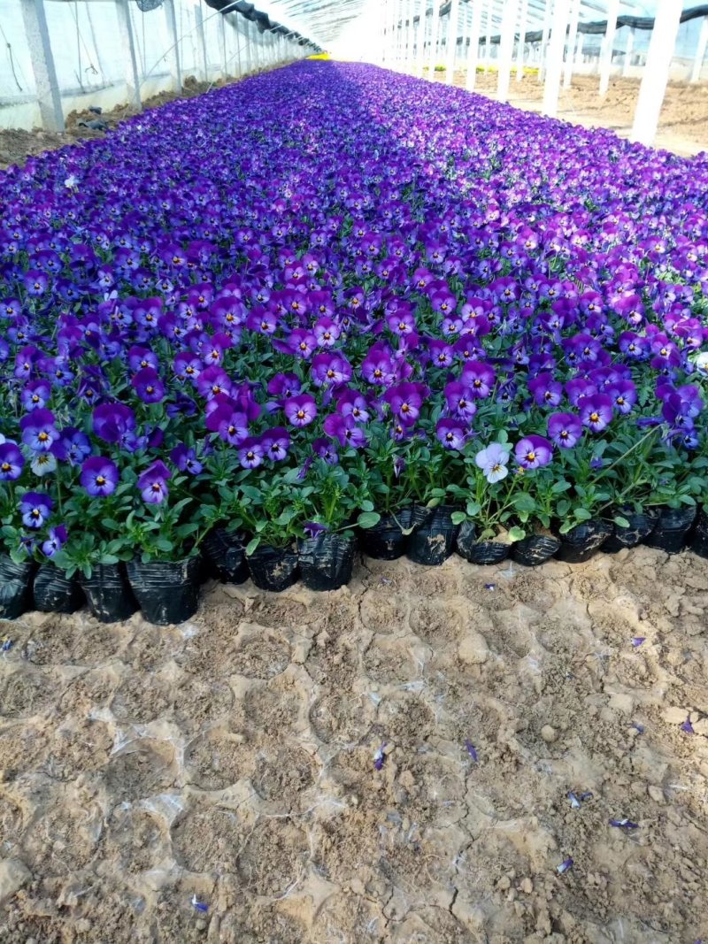 角堇冬季花卉一手货源质量保证