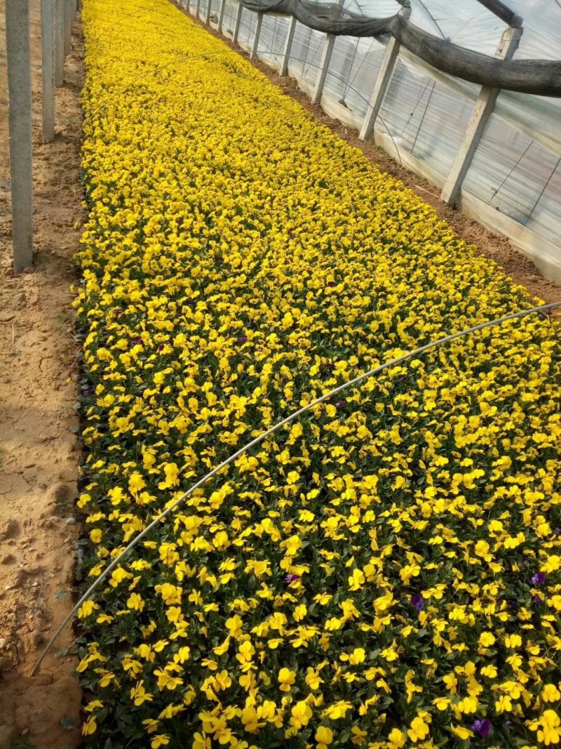 角堇冬季花卉一手货源质量保证