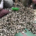 新会陈皮