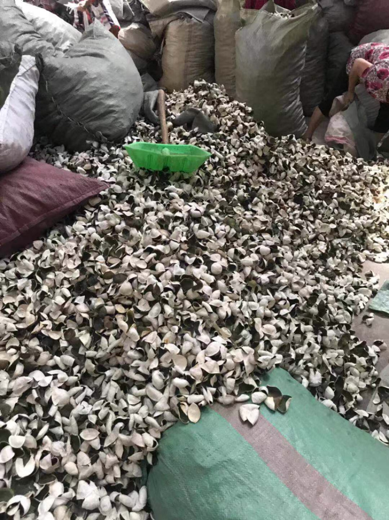 新会陈皮