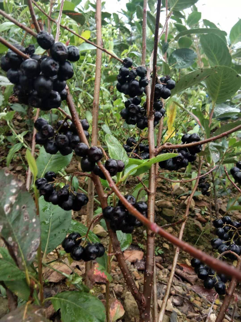 黑果花楸