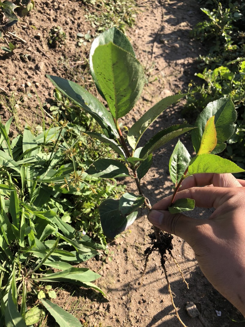 黑果花楸