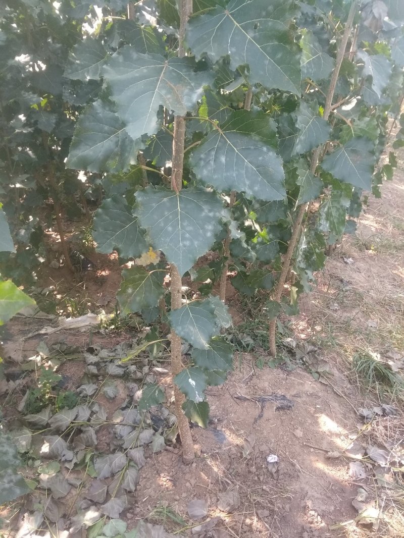 107杨树苗