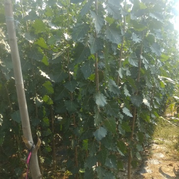 107杨树苗
