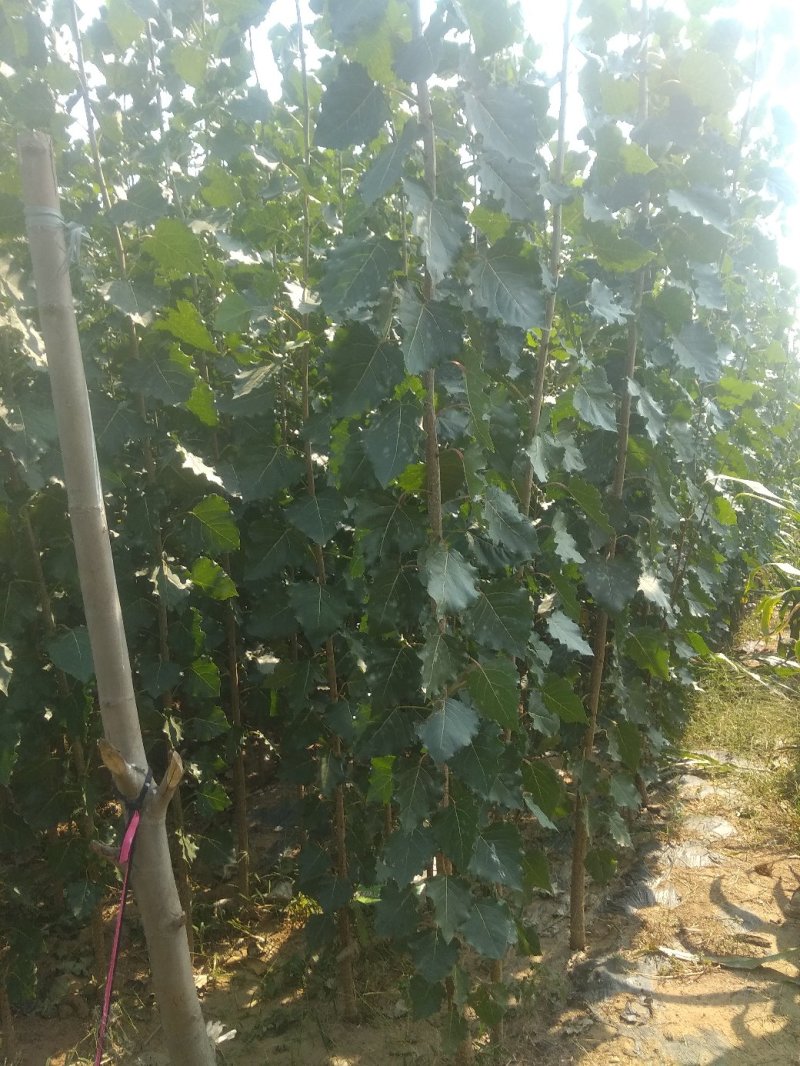 107杨树苗